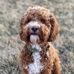 Murphy - Cockapoo