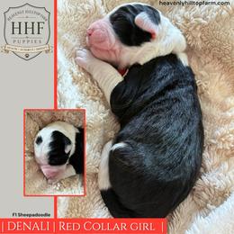 DENALI - Black and white female Sheepadoodle puppy in Charlo, Montana from Heavenly Hilltop Farm