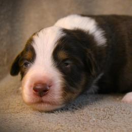 Foxy - Red tri female Miniature Australian Shepherd puppy in Menomonee Falls, Wisconsin from Hunt N Oaks