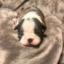 Girl 1 - Black and white female Boston Terrier puppy in West Liberty, Kentucky from 3B Kennels-Beth’s Best Boston’s