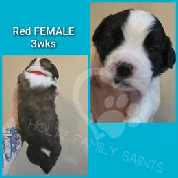 Red Female - White and brown female Saint Bernard puppy in Kaukauna, Wisconsin from Holtz Family Saints