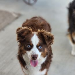 Cleo - Miniature Australian Shepherd