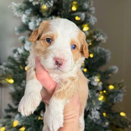 Benny Mini - Red male Bernedoodle puppy in Wamego, Kansas from Doodles of Oz
