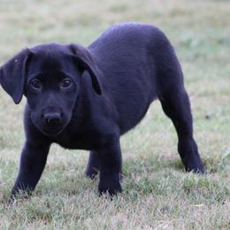 Girl 2 - Black female Labrador Retriever puppy in Four Oaks, North Carolina from TLC Retrievers