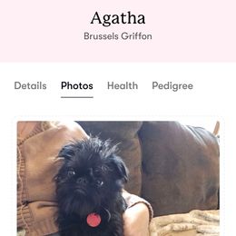 Brussels Griffon puppies from Baringer Brussels