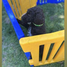 Poodle Puppies from Sarah’s Standards