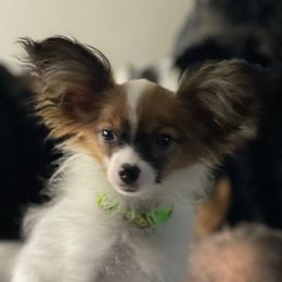 Lilly - Red white and sable female Papillon puppy in Bradyville, Tennessee from Pinnacle Papillons