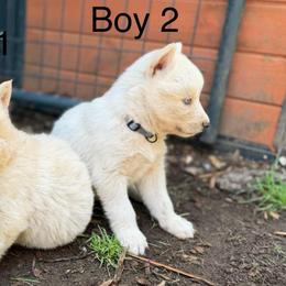 Boy 2 - White male Siberian Husky puppy in Everett, Washington from Addison Grove Huskies