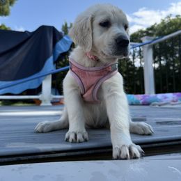 Golden Retriever Puppies from Nina's Golden hour