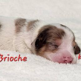 Brioche - Dapple male Dachshund puppy in Mount Sherman, Kentucky from Kaleidoscope Dachshunds and Whippets