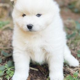 Chase - White male Pomsky puppy in Grass Valley, California from Karalot Pomskies