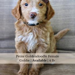 Goldie - Red  female Goldendoodle puppy in Comanche, Texas from Central Texas Doodles, LLC.