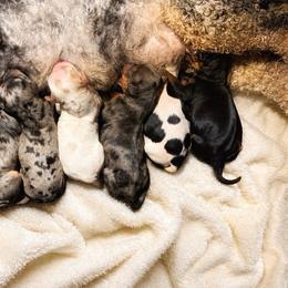 Cavapoo puppies from Panda Puppies