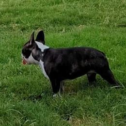 Boston Terrier Puppies from Blue Ridge Boston Terriers