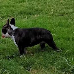 Boston Terrier Puppies from Blue Ridge Boston Terriers