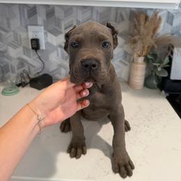 Solid Gray Female 1 - Gray female Cane Corso puppy in Knoxville, Tennessee from Crowned Corso