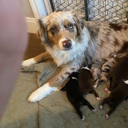 Australian Shepherd Puppies from Wigglin K Aussies