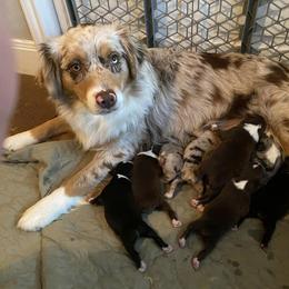 Australian Shepherd Puppies from Wigglin K Aussies