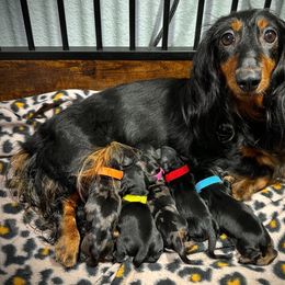 Orange - Dapple male Dachshund puppy in North Port, Florida from Jessica Louise Dachshunds