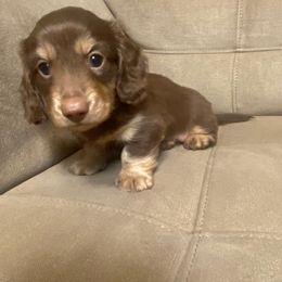 Dachshund Puppies from Hetu's Dachshunds