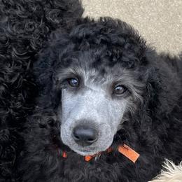 Boy 7 - Poodle puppy from Lake Effect Poodles, Leesa’s Jewlz