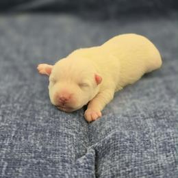 Zion - White male West Highland White Terrier puppy in Toronto, Ohio from Shekinah’s Mi-Kis & Cricket Hill’s Westies