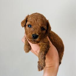 Penny - Red  female Goldendoodle puppy in Auburn, Indiana from Martin’s Doodles