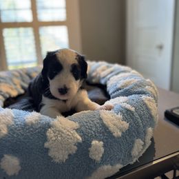 Pink girl - Black and white female Sheepadoodle puppy in Riverside, California from Downtown Doodles & Frenchies