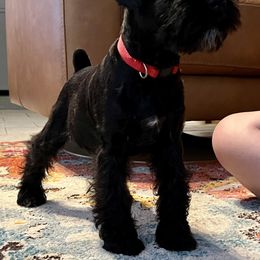 Miniature Schnauzer Puppies from Cedar Ridge Ranch Mini Schnauzers