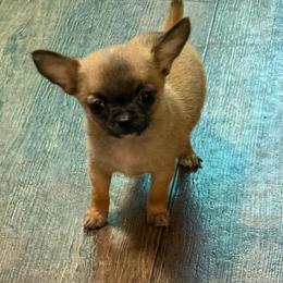 Zorro - Chihuahua