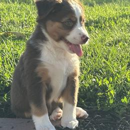 Toffie - Red tri female Miniature Australian Shepherd puppy in Shipshewana, Indiana from Shelli's Puppies