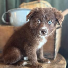 Queen - Red tri-color female Australian Shepherd puppy in New Boston, New Hampshire from Painted Pup Australian Shepherds