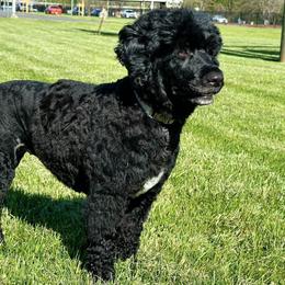 Gwen - Portuguese Water Dog