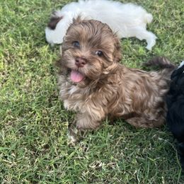 Chocolate Sable Male - Available - Chocolate male Havanese puppy in Monahans, Texas from Homeward Havanese, LLC