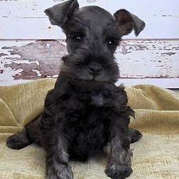 Gus - Salt and pepper male Miniature Schnauzer puppy in Coarsegold, California from Halo Schnauzer