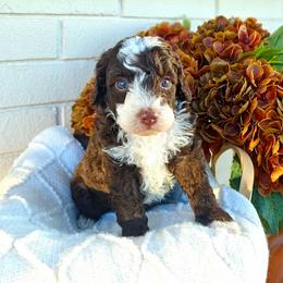 Jameson - Brown and white male Bernedoodle puppy in Russell Springs, Kentucky from 270 Doodles