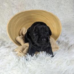 Brie - Black phantom female Aussiedoodle puppy in Haleyville, Alabama from The Cuddly Dood Ranch