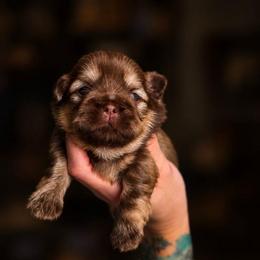 Tate - Liver male Shih Tzu puppy in Lancaster, Ohio from Wandering Tzu