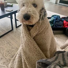 Goldendoodle, Poodle, and Sheepadoodle All Grown Up from Brewer's Goldendoodles & Sheepadoodles