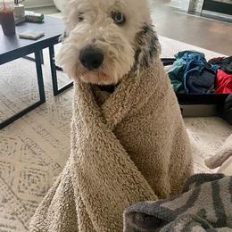 Goldendoodle, Poodle, and Sheepadoodle All Grown Up from Brewer's Goldendoodles & Sheepadoodles