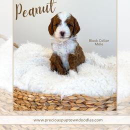 Peanut - Red  male Goldendoodle puppy in Bell Buckle, Tennessee from Precious Puptown Doodles