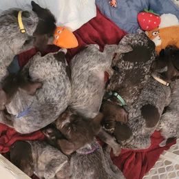 Wirehaired Pointing Griffon puppies from Saint Barbara's Wirehaired Pointing Griffons