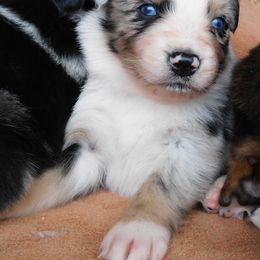Australian Shepherd Puppies from Wagon Wheel Aussies