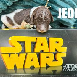 Jedi - Parti female Poodle puppy in San Antonio, Texas from Chocolate Pet Connection