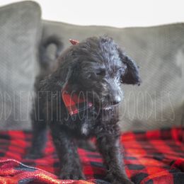 Goldendoodle Puppies from Doodle Me This Goldendoodles