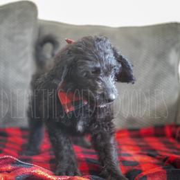 Goldendoodle Puppies from Doodle Me This Goldendoodles