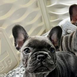 French Bulldogs from Facet 58 French Bulldogs