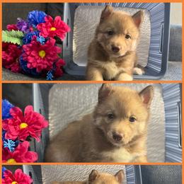 Robin - Red and white female Siberian Husky puppy in Canton, Ohio from Bleu Skies Siberian Huskies