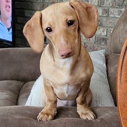 Evie - Dachshund