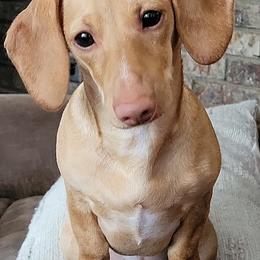 Evie - Dachshund